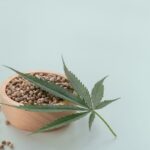 Jak porównać nasiona marihuany pod kątem zawartości kannabinoidów?