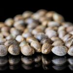 Hiszpańskie seedbanki – potęga iberyjskiej genetyki