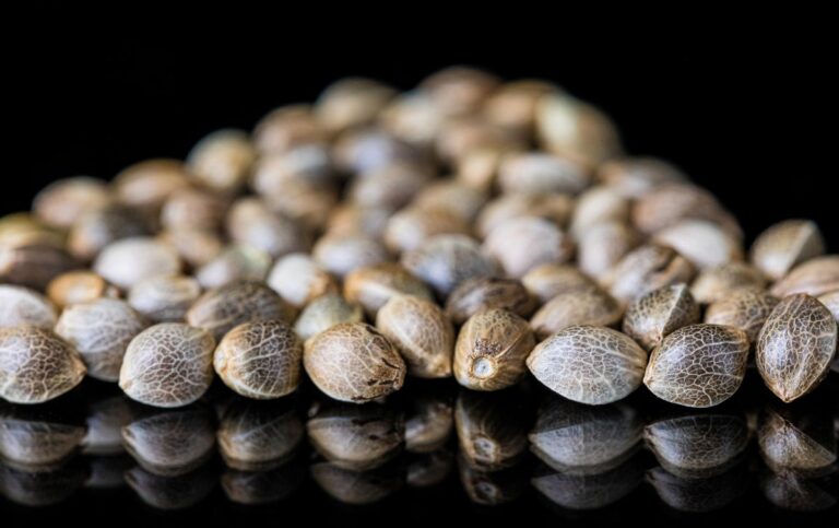 Hiszpańskie seedbanki – potęga iberyjskiej genetyki
