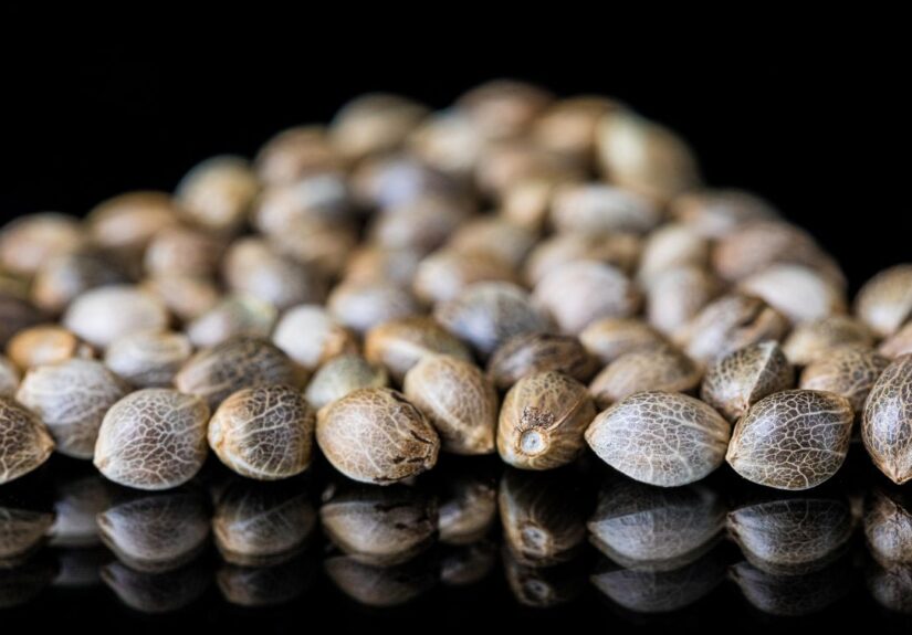 Hiszpańskie seedbanki – potęga iberyjskiej genetyki